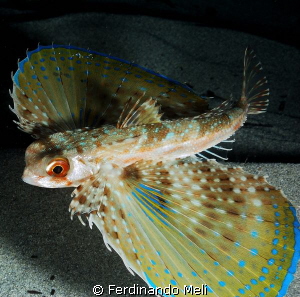 Owl fish (Dactylopterus volitans) by Ferdinando Meli 
